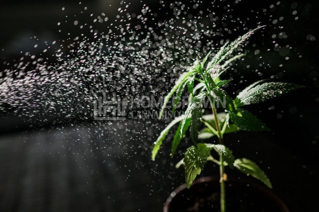 Adding insecticide to weed plant