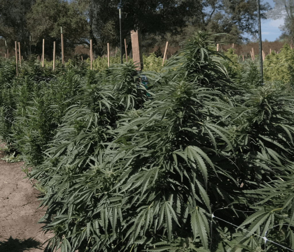 Horizontal trellised cannabis plants