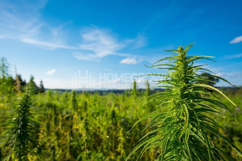 Marijuana plants outdoors