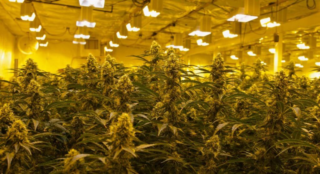 Indoor Cannabis Plants