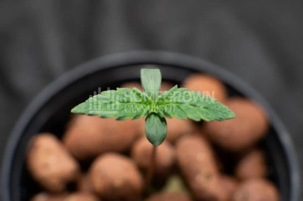 Hydroponic cannabis in expanded clay 