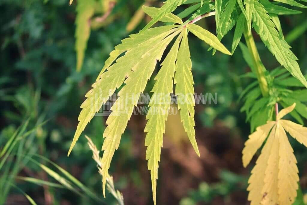 Light burn weed with yellow leaves