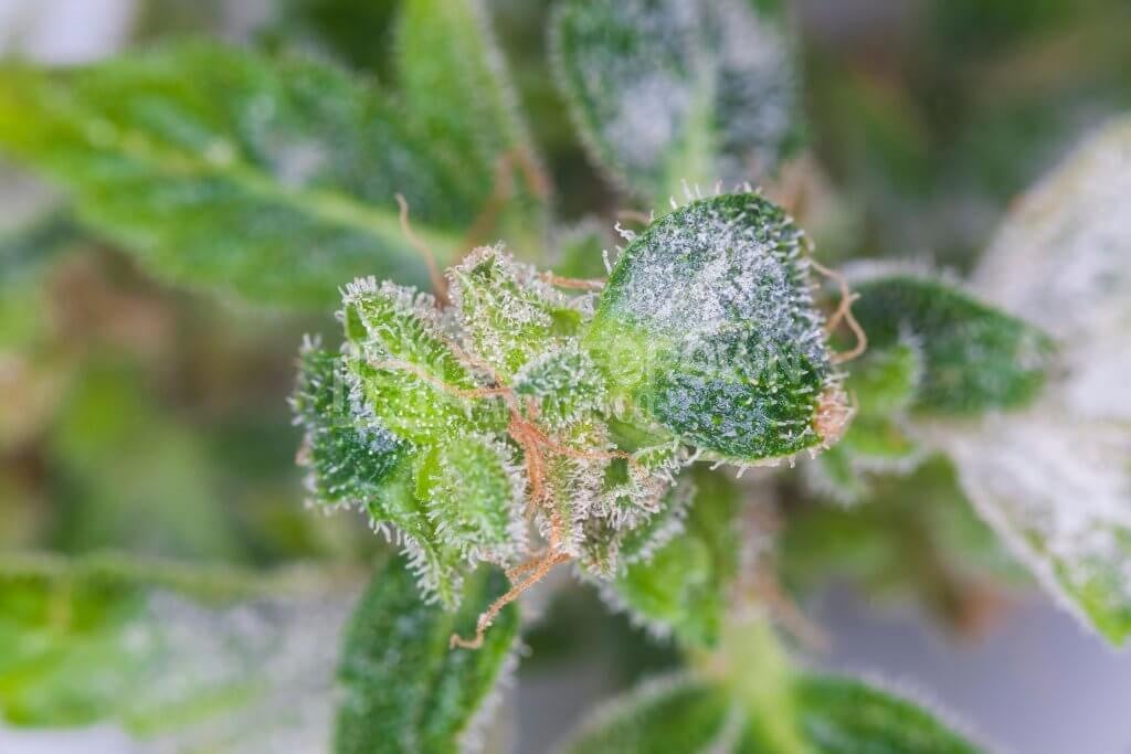 White powdery mildew on marijuana plant