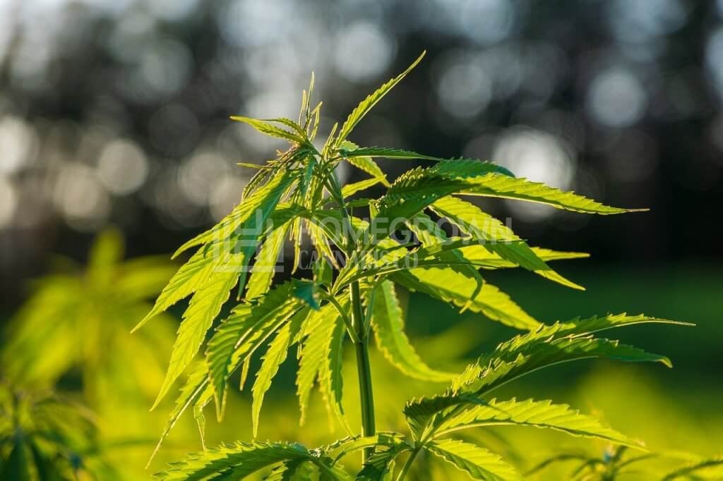 vegetative cannabis outdoors