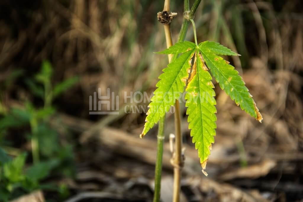 Nutrient-burning cannabis leaf