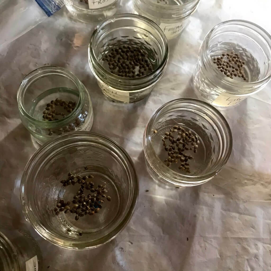 Seeds in water in jars for sprouting