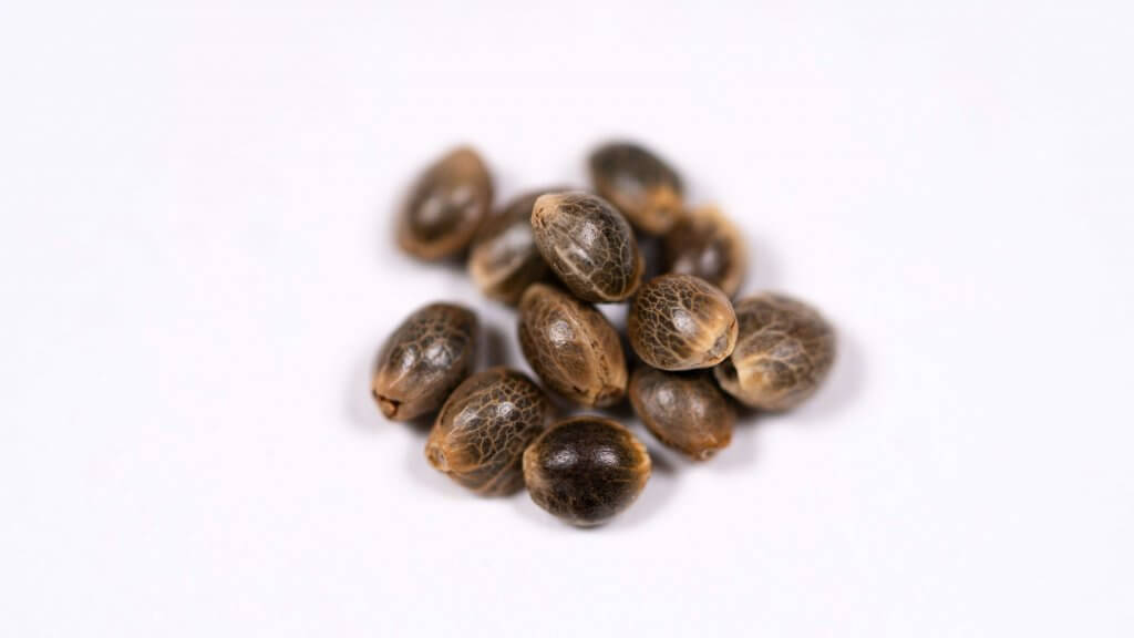 Homegrown Cannabis seeds