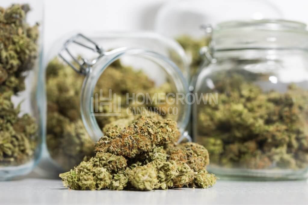 fresh cannabis flower in jars