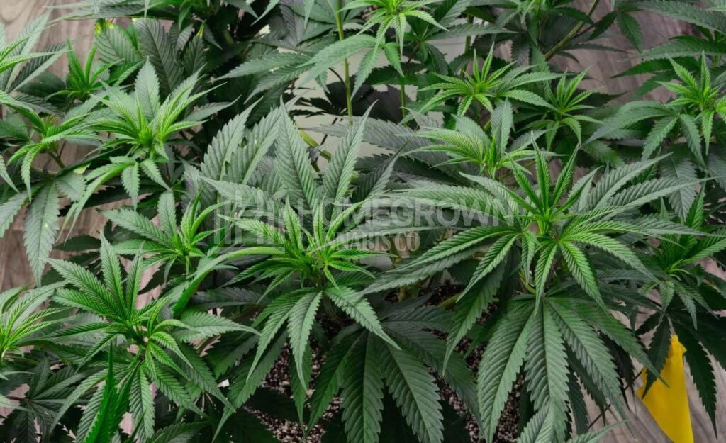 cannabis plants in veg