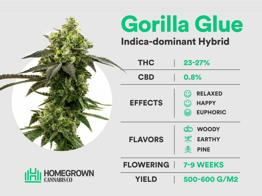 Gorilla Glue Strain Information