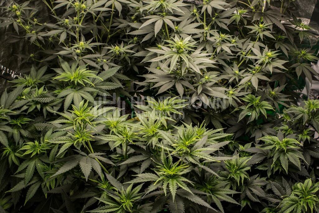 Canopy of cannabis plants