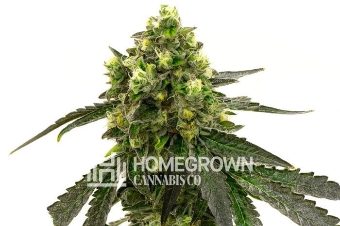 Girl Scout Cookies Feminized Flower