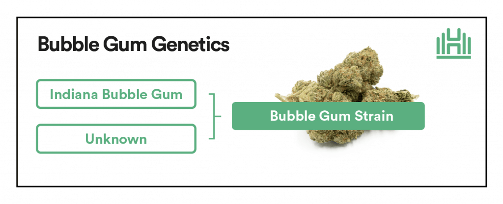 Bubble Gum genetics