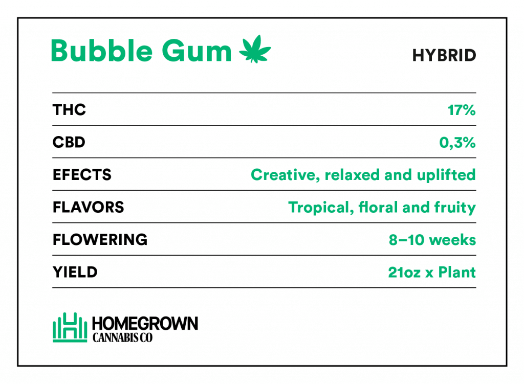 Bubble Gum information