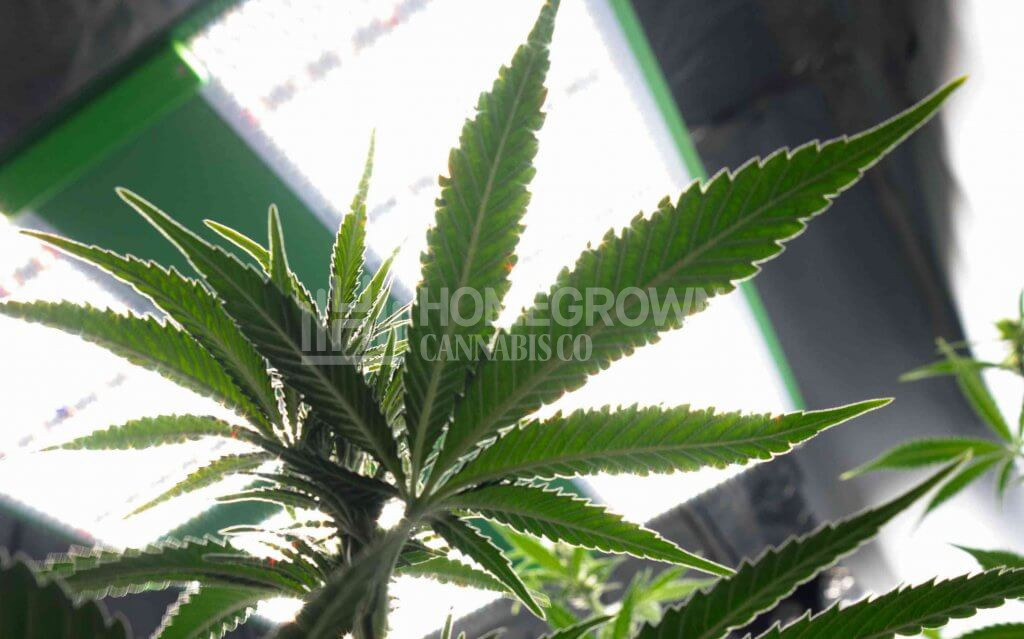 Cannabis plant under LED Lights