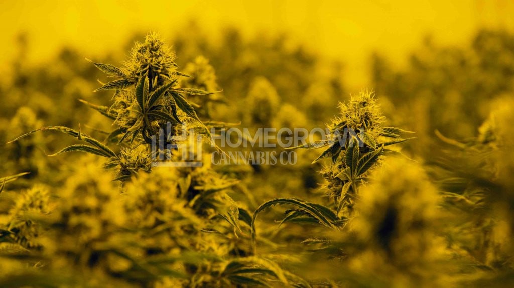 Indoor Cannabis Plants Enjoy Proper Ventilation