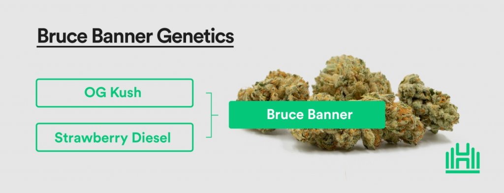 Bruce Banner Genetics