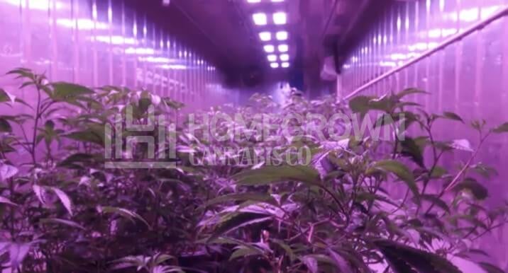  LED cannabis room