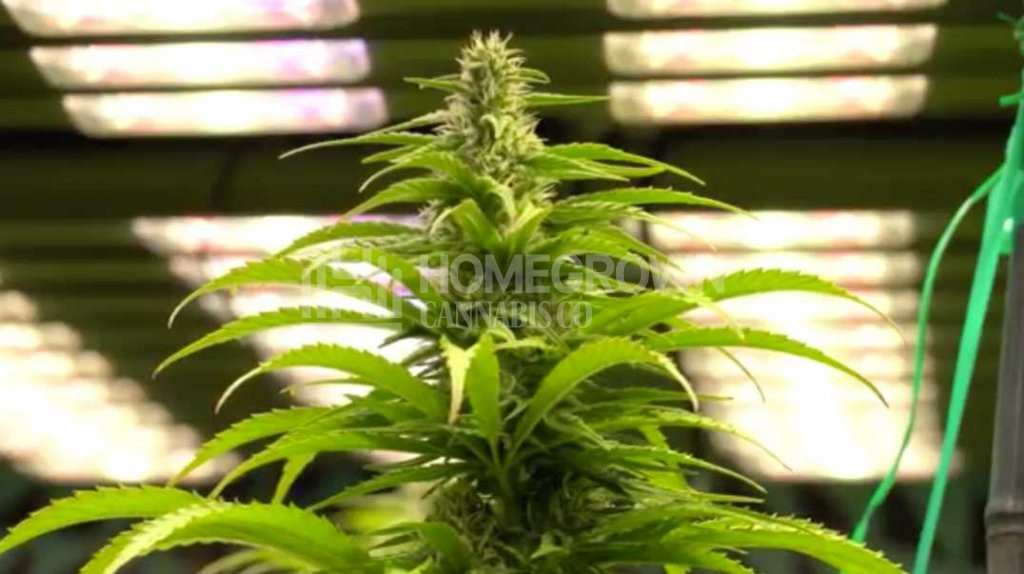 Cannabis Plant Under LED Lights 