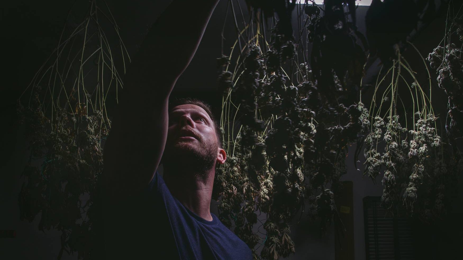 Nate Hanging Cannabis Plants