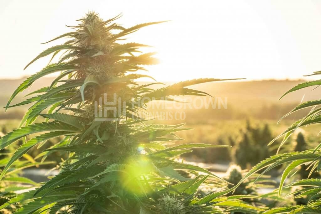 Healthy Outdoor Cannabis Plant