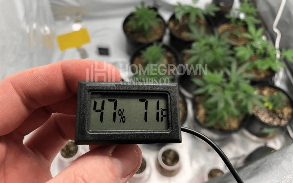 Temperature and Humidity in Cannabis Grow Tent