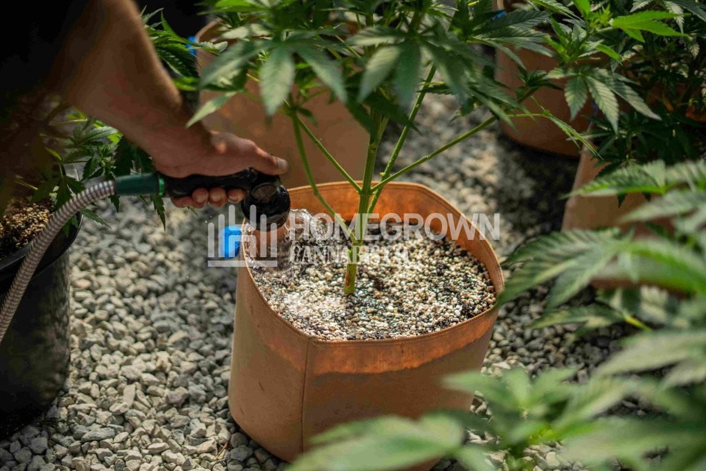 Watering weed to control pH