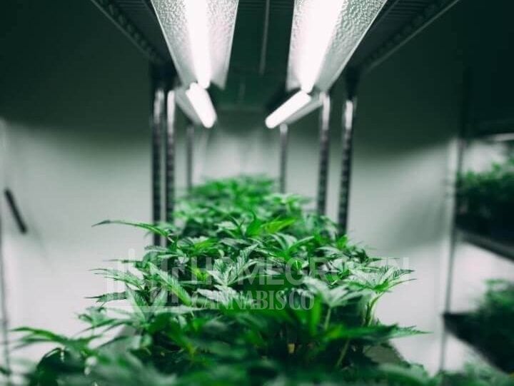 Cannabis plants under grow lights
