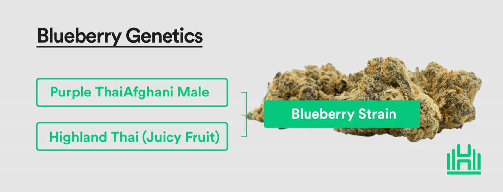 Blueberry Strain Genetics
