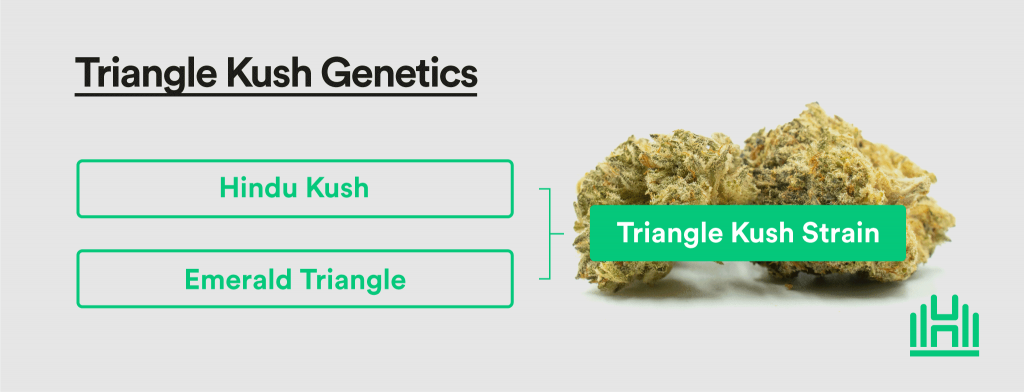 Triangle Kush Strain Genetics