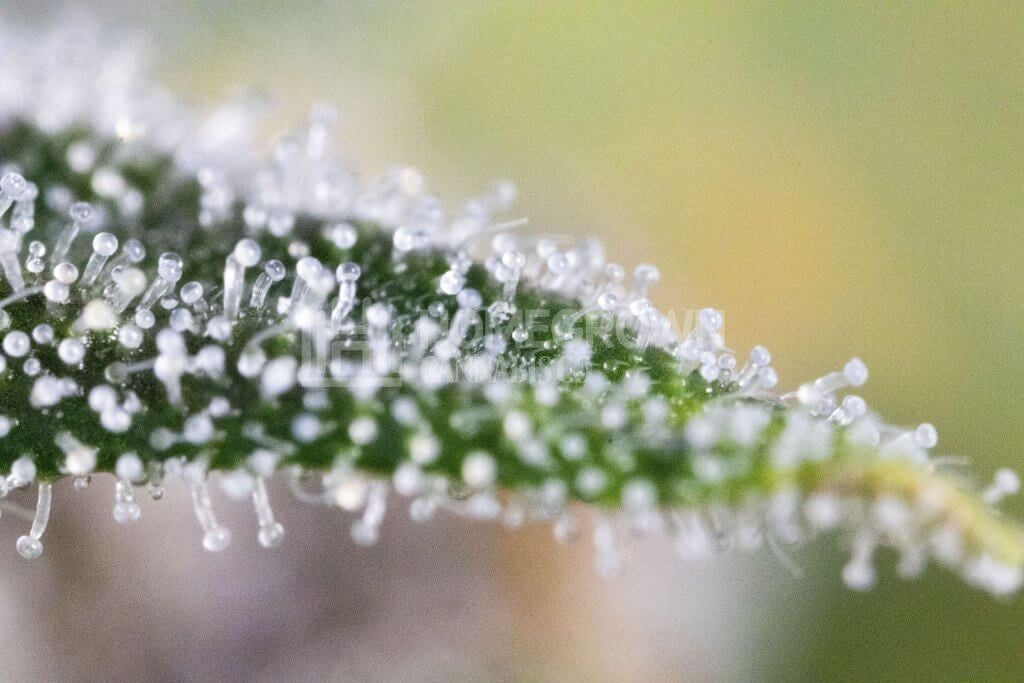 Weed trichomes