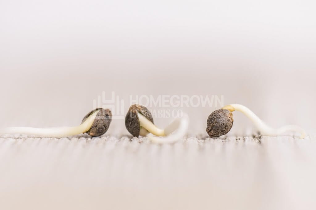 Marijuana seeds germinating