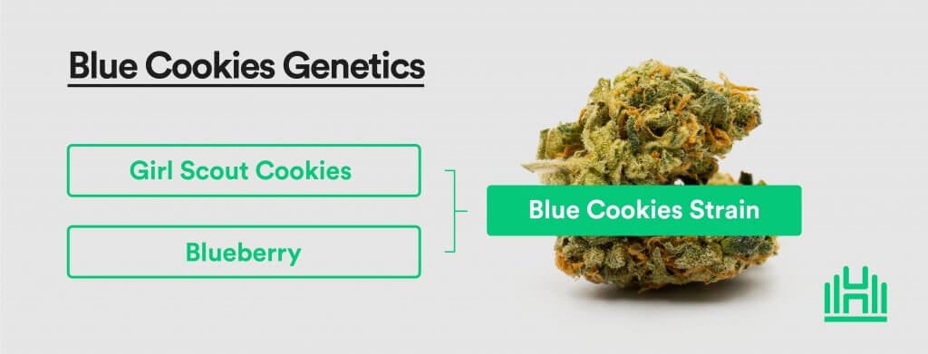 Blue Cookies genetics