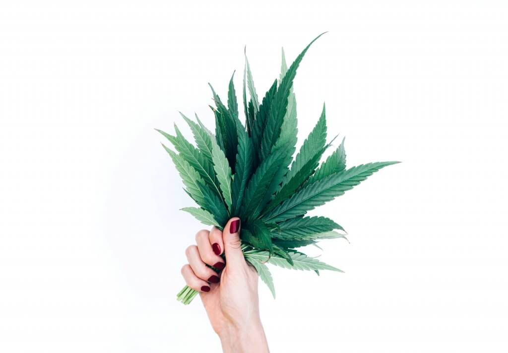 Bouquet of Marijuana Leaves