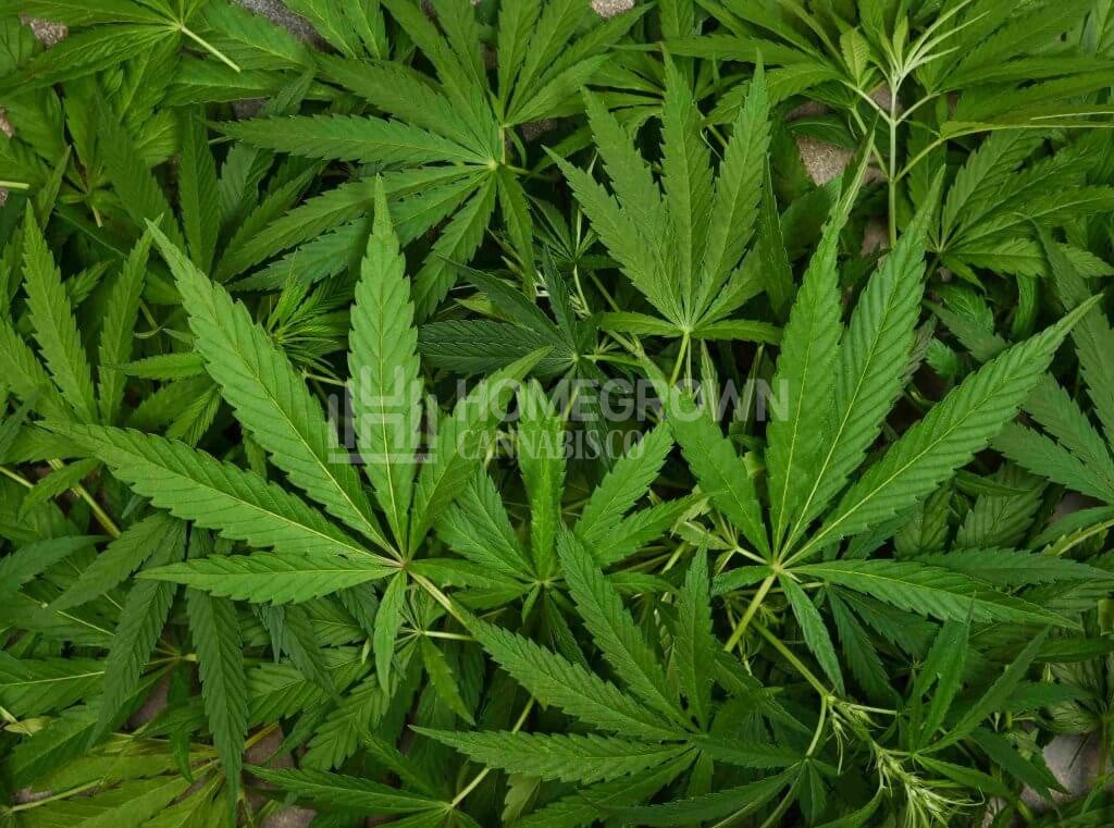 Fresh Green Cannabis Leaves