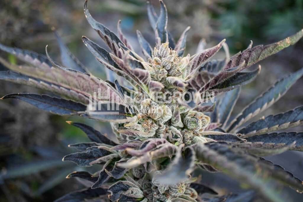 Grizzly Purple Feminized Cannabis Plant