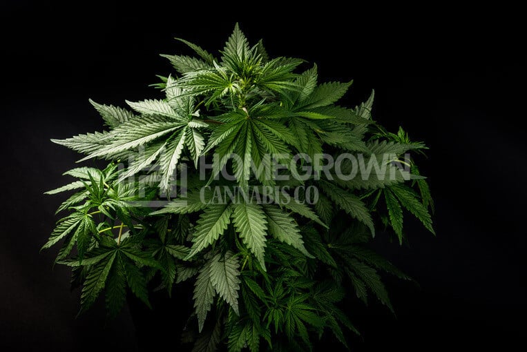 Marijuana plant in veg stage