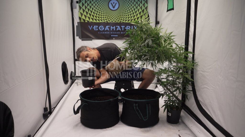 Kyle Kushman Transplanting Cannabis Plant