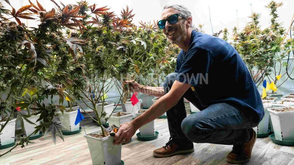 Kyle Kushman preparing marijuana plant for harvest