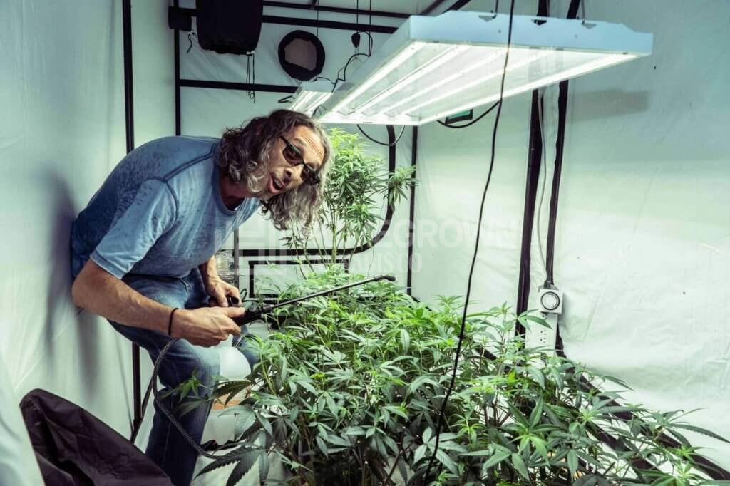 Kyle Kushman watering cannabis plants