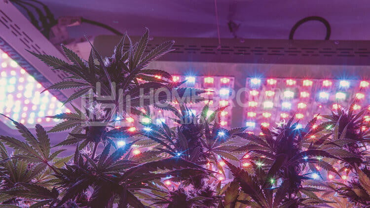 LED Lights for Cannabis