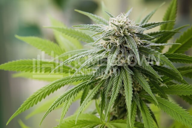 Sativa Dominant Plant in Flowering Stage