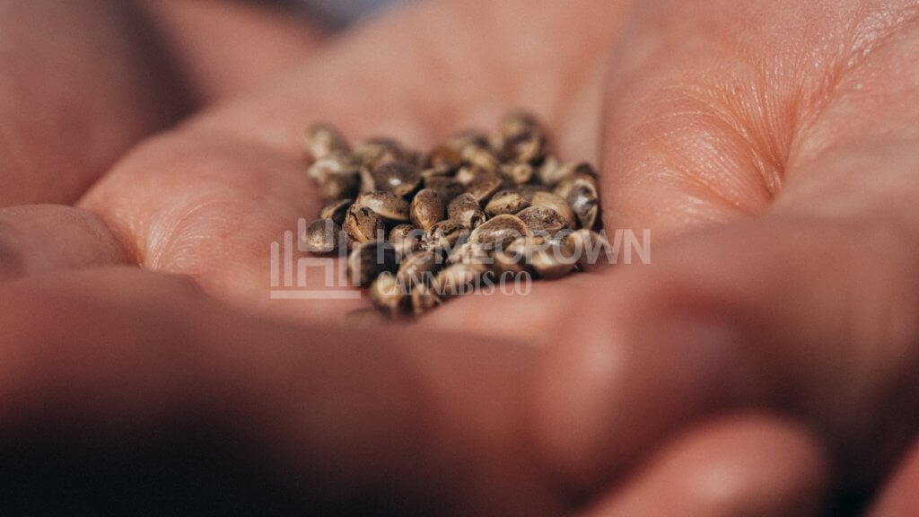 High-quality cannabis seeds