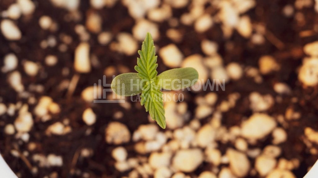Cannabis seedling stage