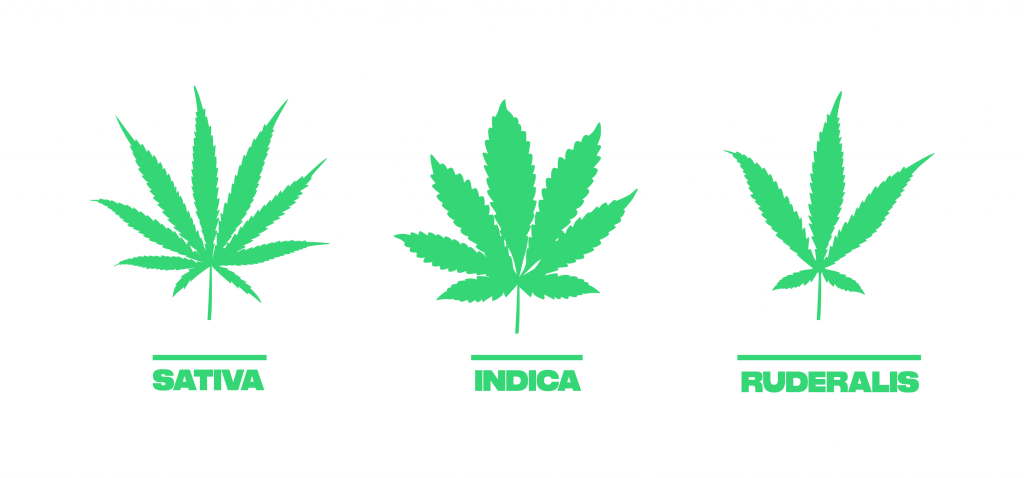 Cannabis Leaves Types