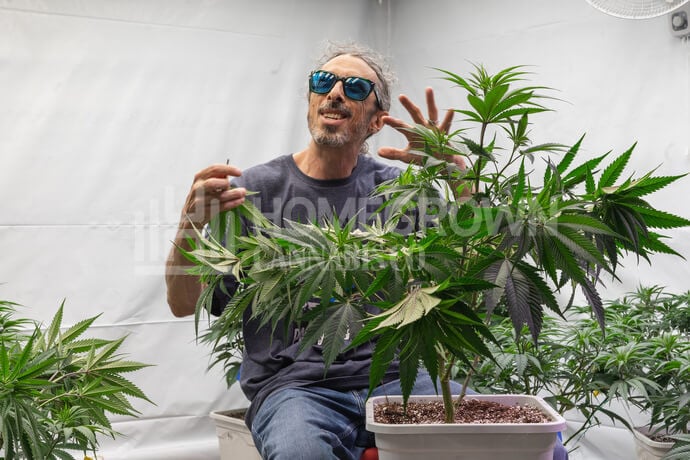 Kyle super cropping weed plants