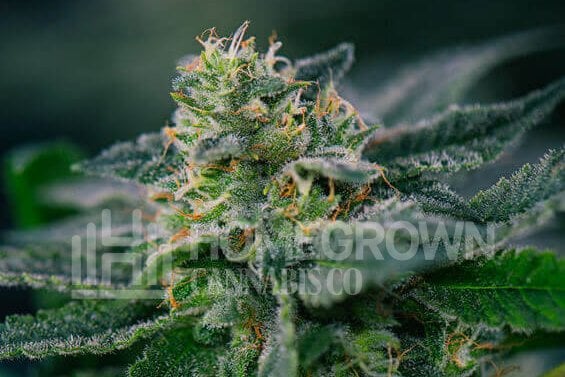 High CBD Cannabis Plant