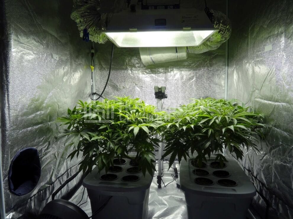Hydroponic cannabis plants