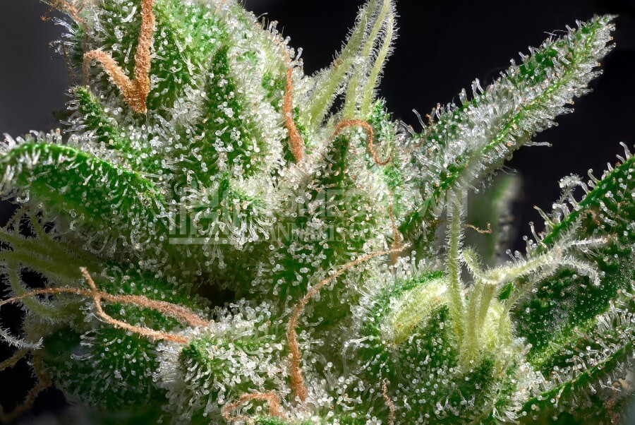 Weed trichomes