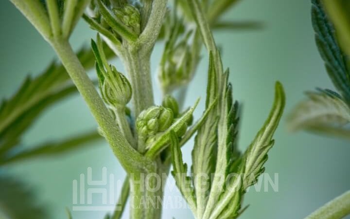 How to tell if your plant is male or female before flowering